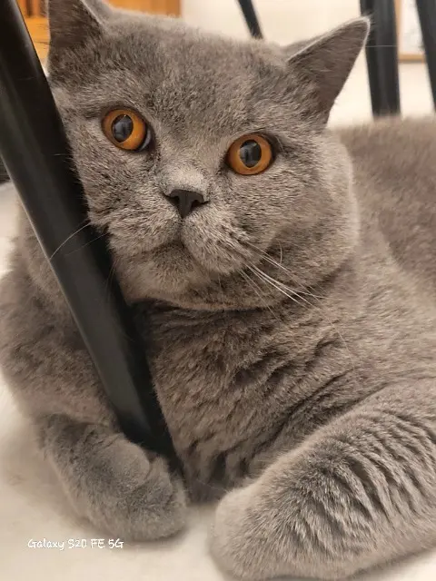 chat lost   27600 Saint-Pierre-la-Garenne Popy