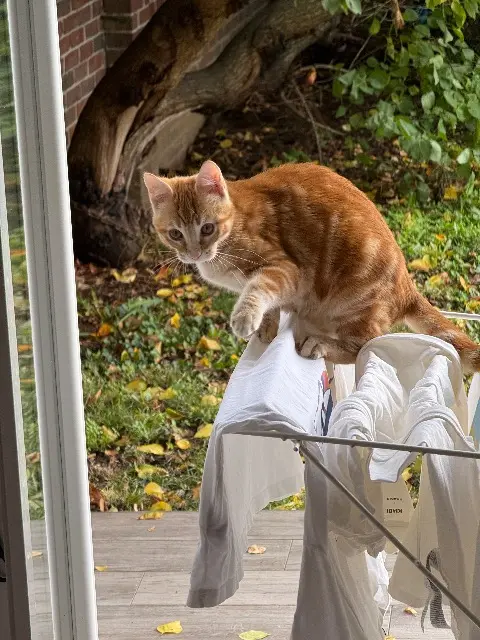chat lost   27000 Évreux Poté