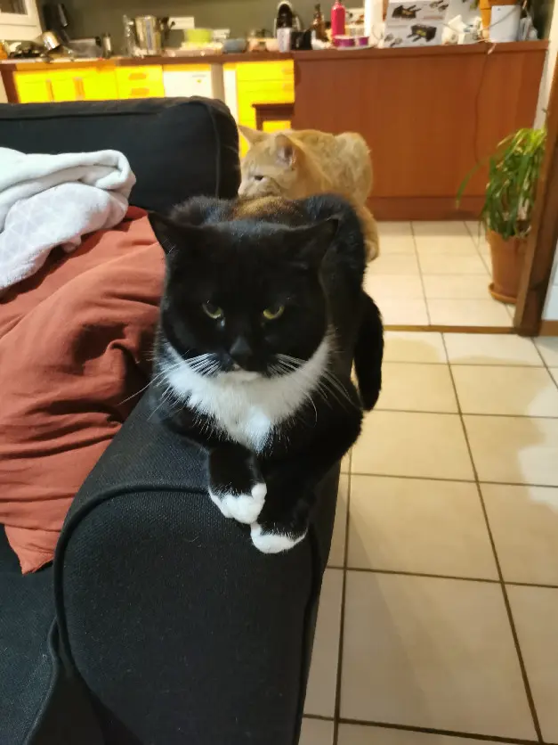 Chat Perdu 27 Eure - Ratchet Chat Perdu 27 Eure - Ratchet