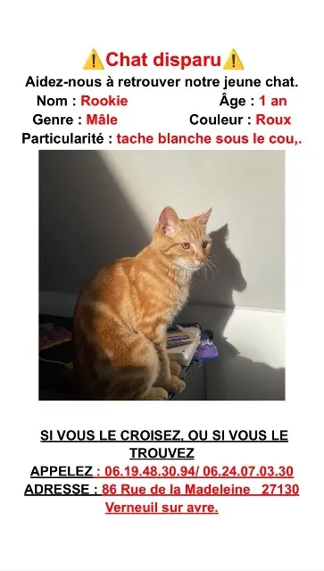 chat lost   27679 Verneuil d'Avre et d'Iton Rookie