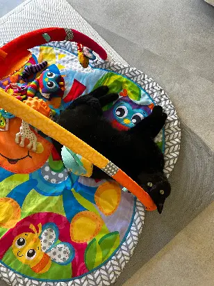 Chat Perdu 27 Eure - Réglisse Chat Perdu 27 Eure - Réglisse