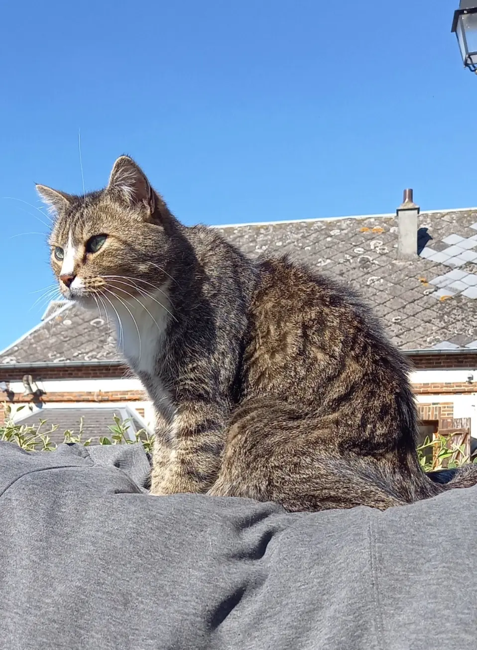 chat lost   27160 Sainte-Marie-d'Attez Chaussette