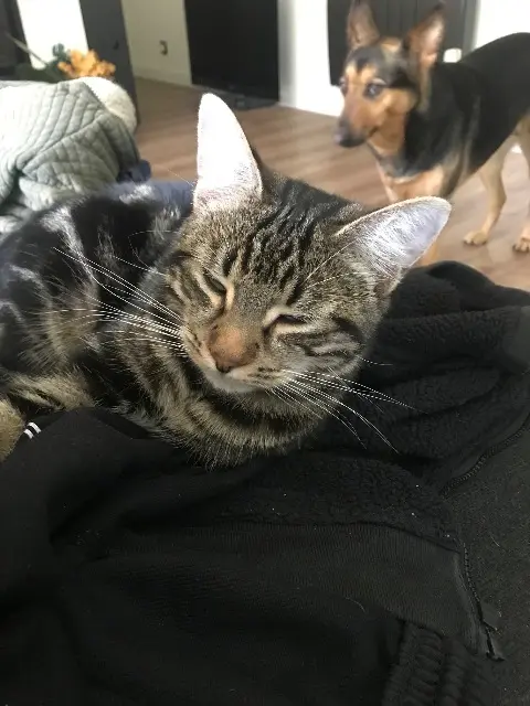 chat lost   27780 Garennes-sur-Eure Sawney