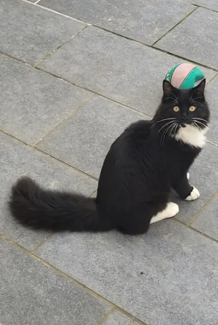 chat lost   27400 Surtauville Shadow