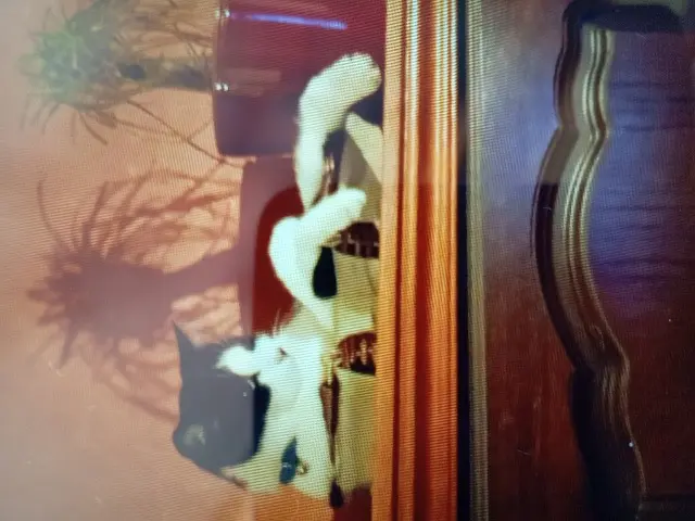chat lost   27210 Fort-Moville Sherlock
