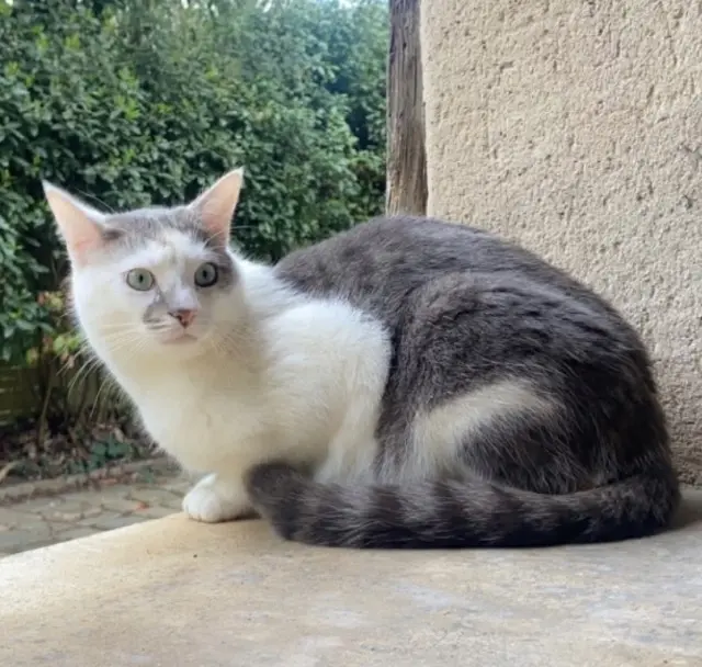 chat lost   27200 Vernon Sid