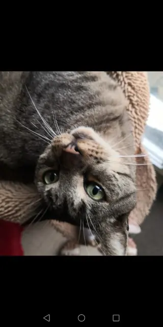 chat lost   27200 Vernon SOLEA