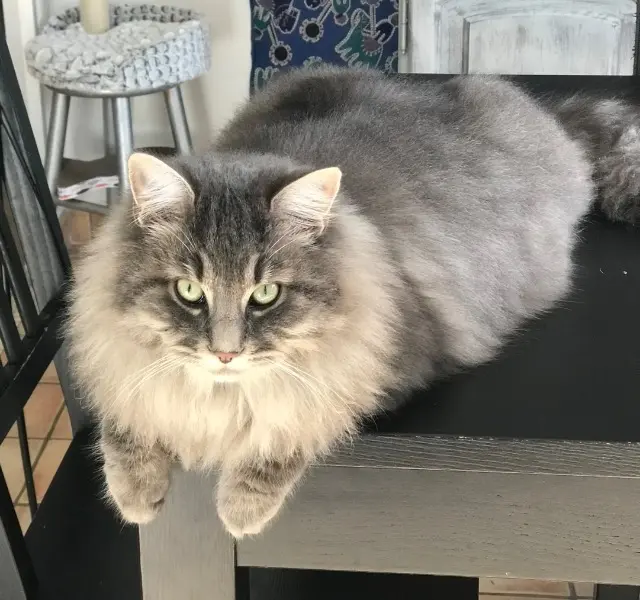 chat lost   27500 Saint-Mards-de-Blacarville Stitch