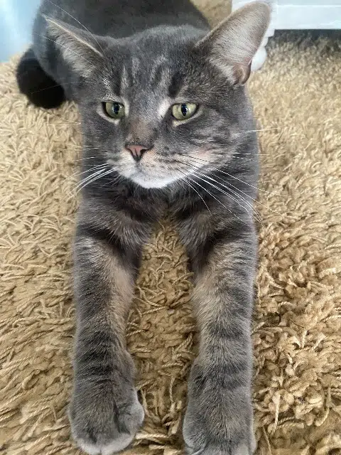 chat lost   27180 Saint-Sébastien-de-Morsent Sully