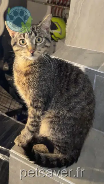 chat lost   27560 La Noë-Poulain Sylar