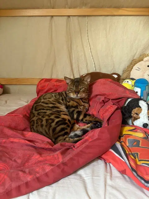 chat lost   27310 Caumont Taho