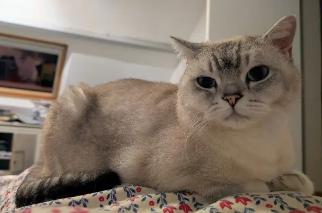 chat lost   27440 Lisors Thanos