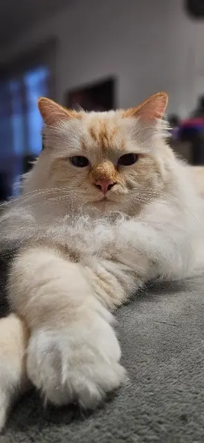 chat lost   27670 Saint-Ouen-du-Tilleul Thor