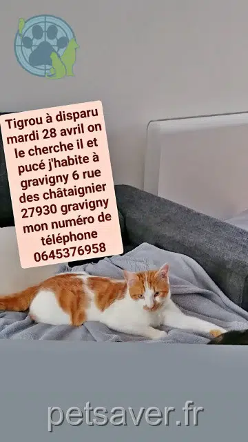chat lost   27930 Gravigny Tigrou
