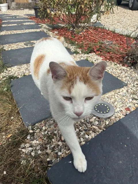 chat lost   27220 Prey Titi