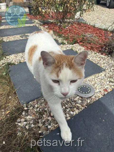 kater vermist 27220 Prey Titi kater lost 27220 Prey Titi
