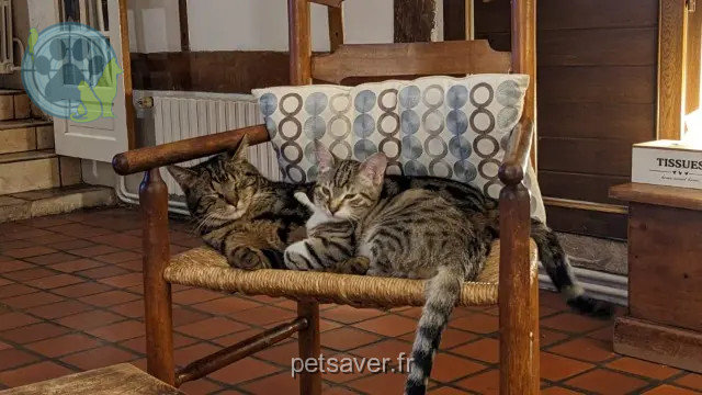 kater vermist 27310 Caumont TITUS kater lost 27310 Caumont TITUS