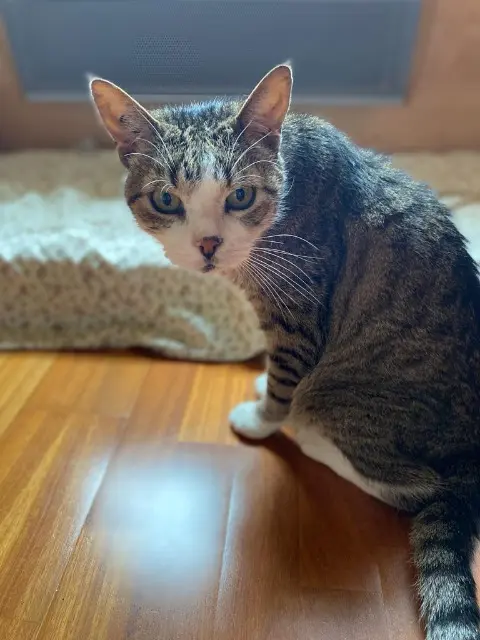chat lost   27810 Marcilly-sur-Eure TOM