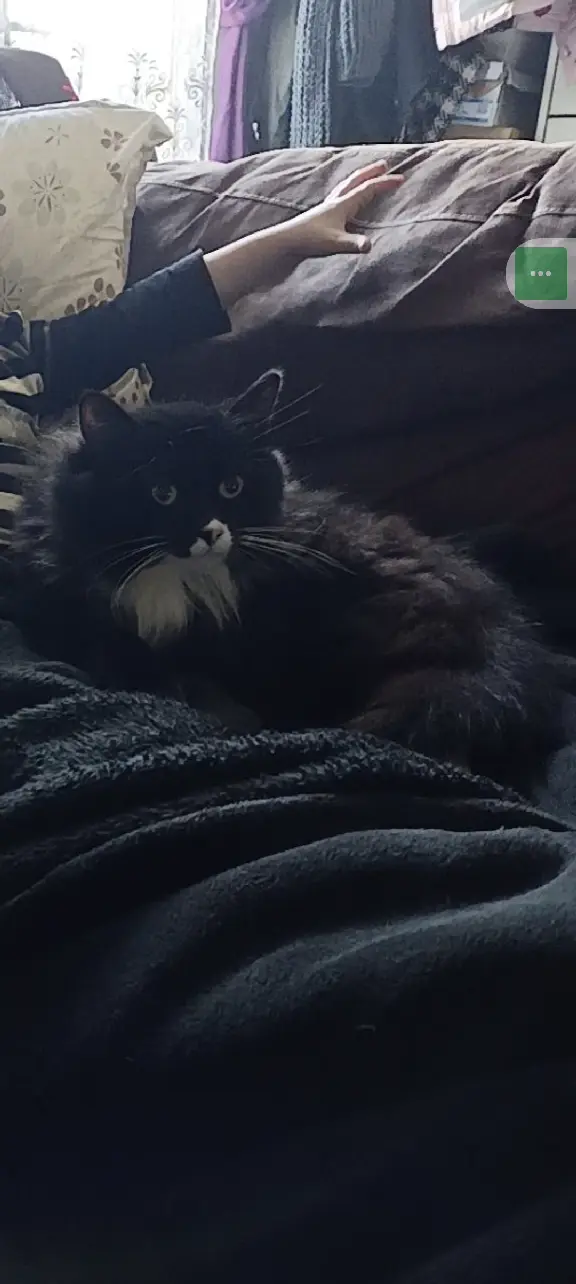 Chat Perdu 27 Eure - Touffu Chat Perdu 27 Eure - Touffu