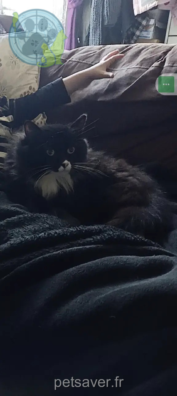 Chat Perdu 27 Eure - Touffu Chat Perdu 27 Eure - Touffu