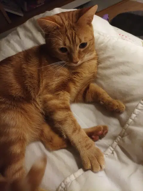 chat lost   27650 Mesnil-sur-l'Estrée Ulysse