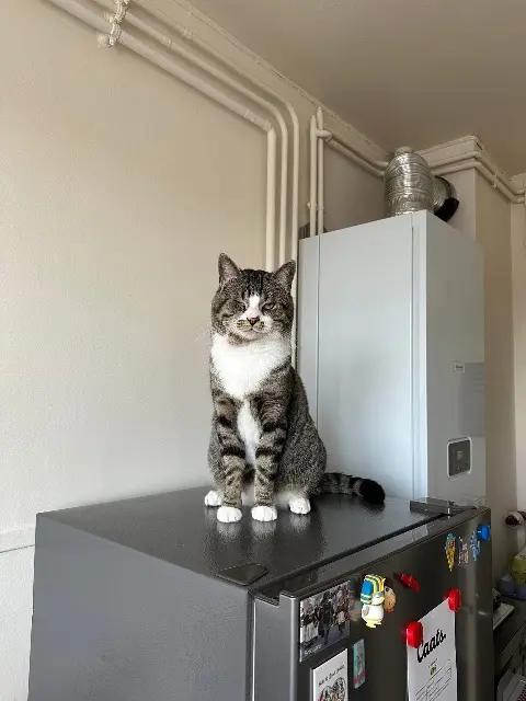 chat lost   27679 Verneuil d'Avre et d'Iton Ups