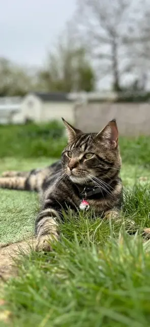 chat lost   27630 Vexin-sur-Epte Marley