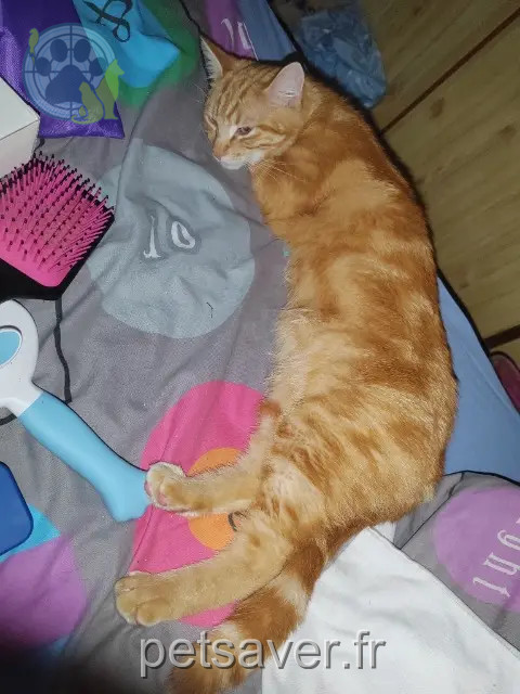 Kater vermisst 27940 Villers-sur-le-Roule Wally Kater lost 27940 Villers-sur-le-Roule Wally