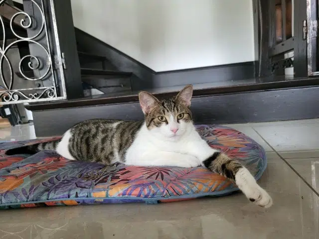 chat lost   27760 La Ferrière-sur-Risle Willis