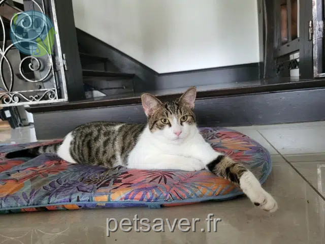 kater vermist 27760 La Ferrière-sur-Risle Willis kater lost 27760 La Ferrière-sur-Risle Willis