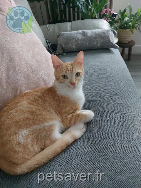 chat lost   27140 Gisors Willow