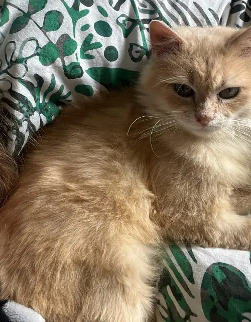 chat perdu 27300 Bernay Yellow chat lost 27300 Bernay Yellow