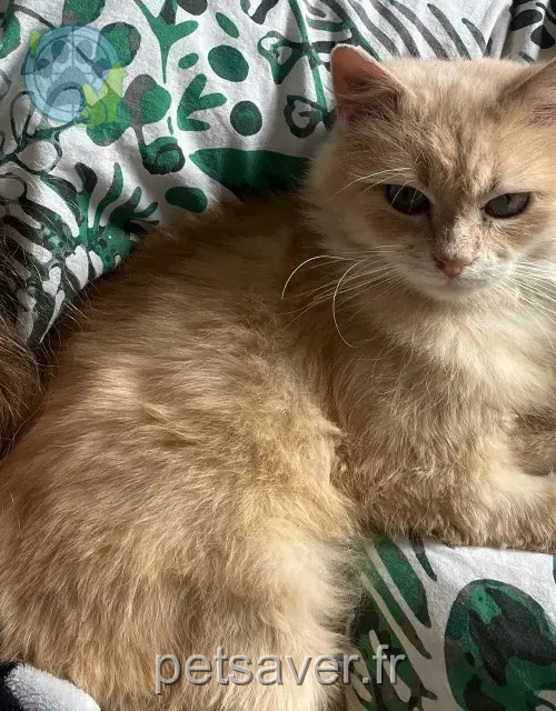 cat lost 27300 Bernay Yellow cat lost 27300 Bernay Yellow