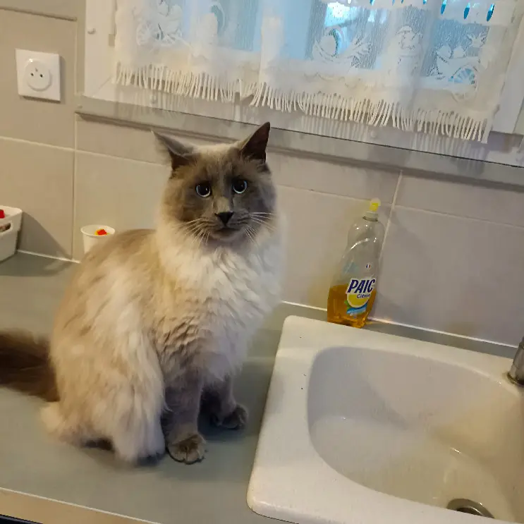 Chat Perdu 27 Eure Chat Perdu 27 Eure