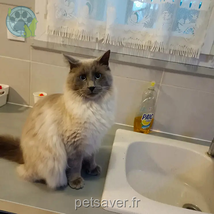 Chat Perdu 27 Eure Chat Perdu 27 Eure