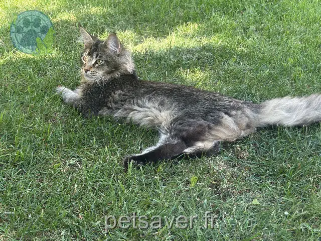 gato lost 28300 Coltainville Angus