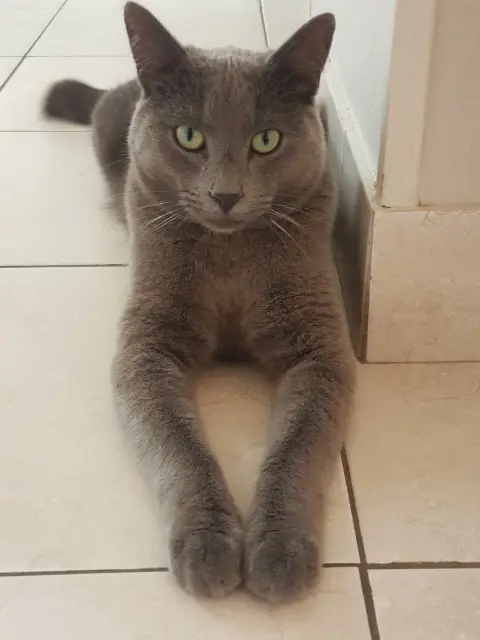 gatto perso 28400 Arcisses Misty gatto lost 28400 Arcisses Misty