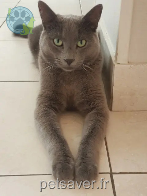 gato perdido 28400 Arcisses Misty gato lost 28400 Arcisses Misty