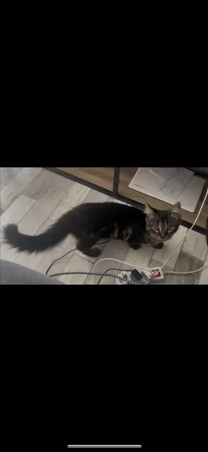 chat lost   28220 Cloyes-les-Trois-Rivières Ares