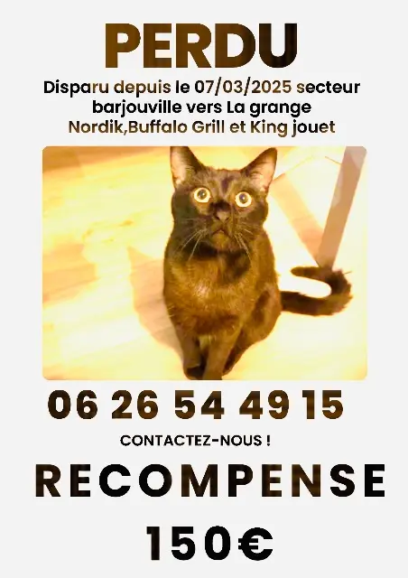 chat lost   28630 Barjouville Audi