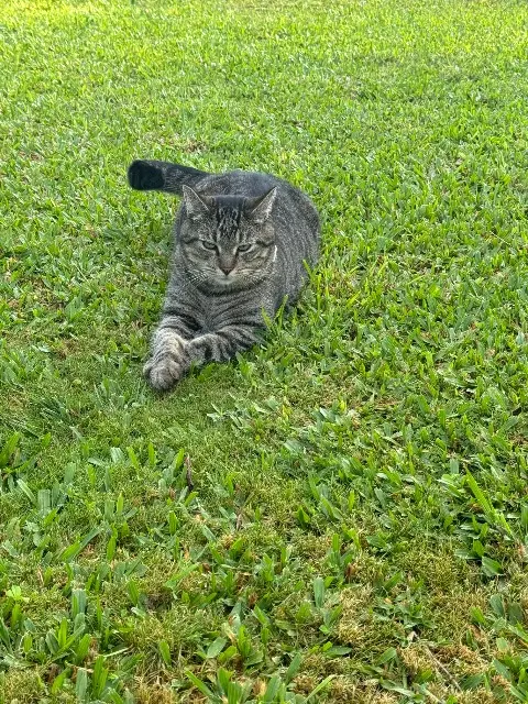 chat lost   28700 Auneau-Bleury-Saint-Symphorien Pompon
