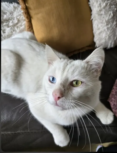 chat lost   28700 Auneau-Bleury-Saint-Symphorien Snow