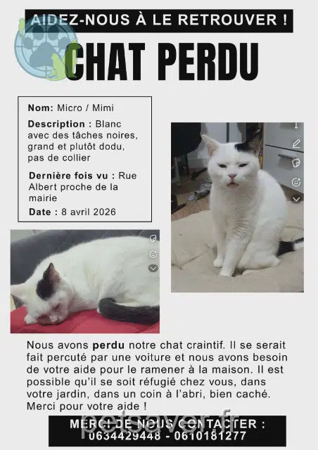 chat lost   28300 Berchères-Saint-Germain Micro