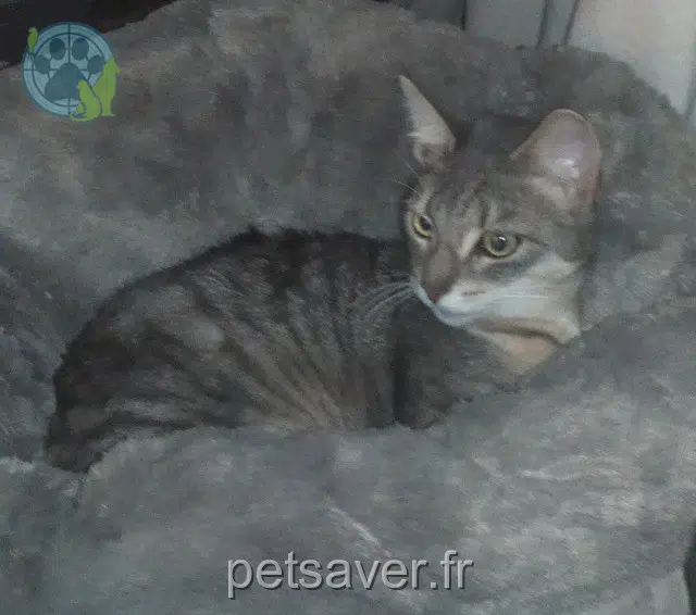 chat lost   28220 Cloyes-les-Trois-Rivières Berlioz