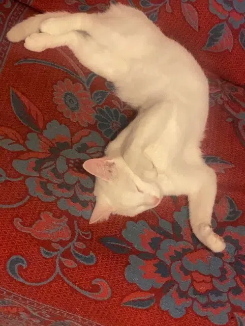 chat lost   28100 Dreux Béni