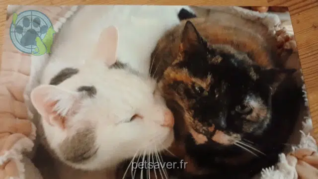 chat lost   28220 Cloyes-les-Trois-Rivières Calisson