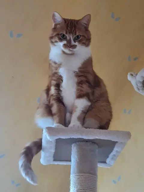 chat lost   28150 Villars Diego