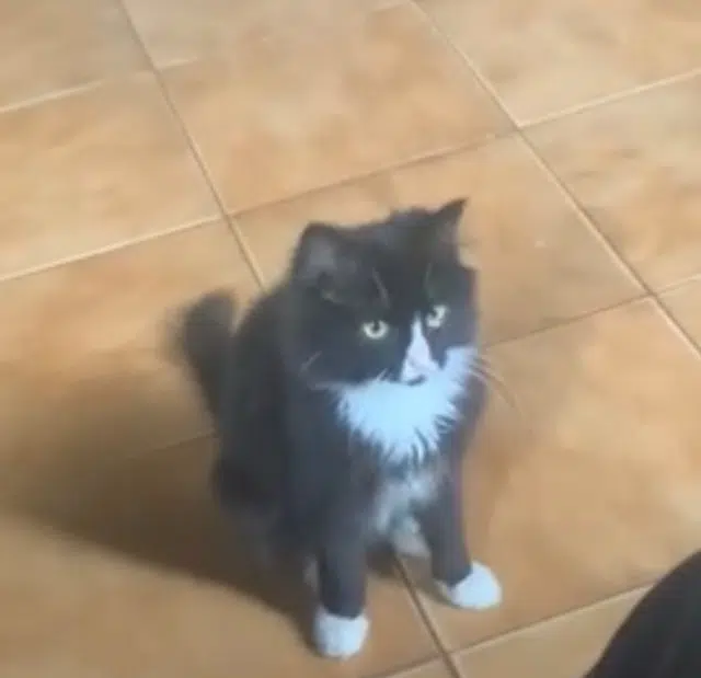 chat lost   28270 Rueil-la-Gadelière Felix