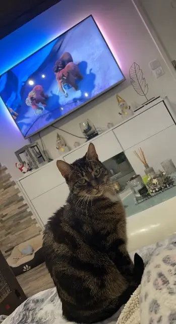 chat lost   28210 Le Boullay-Mivoye Fils