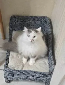 chat lost   28220 Cloyes-les-Trois-Rivières Gabin